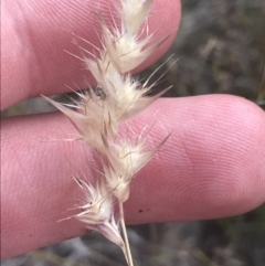 Rytidosperma tenuius at Tharwa, ACT - 4 Dec 2022