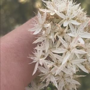 Calytrix tetragona at Tennent, ACT - 4 Dec 2022