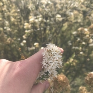 Calytrix tetragona at Tennent, ACT - 4 Dec 2022