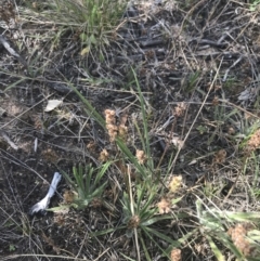 Plantago gaudichaudii (Narrow Plantain) at Tennent, ACT - 4 Dec 2022 by Tapirlord