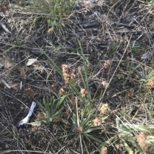 Plantago gaudichaudii at Tennent, ACT - 4 Dec 2022 04:49 PM