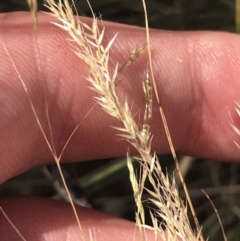 Lachnagrostis filiformis at Tennent, ACT - 4 Dec 2022