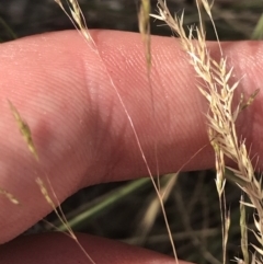 Lachnagrostis filiformis at Tennent, ACT - 4 Dec 2022