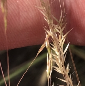 Lachnagrostis filiformis at Tennent, ACT - 4 Dec 2022