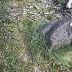 Poa sieberiana var. cyanophylla (Blue-leaved Snow-grass) at Tennent, ACT - 4 Dec 2022 by Tapirlord