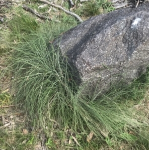 Poa sieberiana var. cyanophylla at Tennent, ACT - 4 Dec 2022 03:50 PM