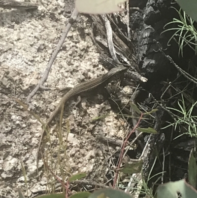 Liopholis whitii (White's Skink) at Tennent, ACT - 4 Dec 2022 by Tapirlord