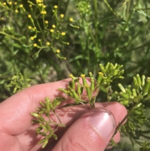 Senecio hispidulus at Tennent, ACT - 4 Dec 2022