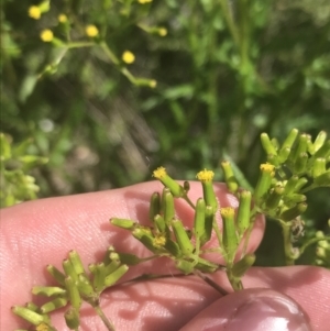 Senecio hispidulus at Tennent, ACT - 4 Dec 2022