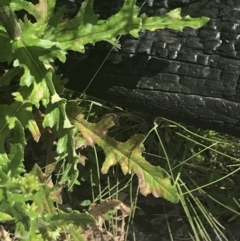 Senecio hispidulus at Tennent, ACT - 4 Dec 2022