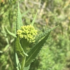 Senecio linearifolius var. latifolius at Tennent, ACT - 4 Dec 2022 by Tapirlord