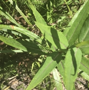 Senecio linearifolius var. latifolius at Tennent, ACT - 4 Dec 2022