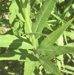 Senecio linearifolius var. latifolius at Tennent, ACT - 4 Dec 2022