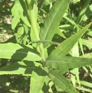 Senecio linearifolius var. latifolius at Tennent, ACT - 4 Dec 2022