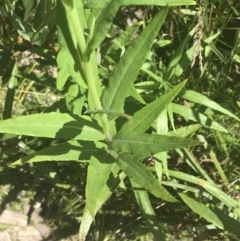 Senecio linearifolius var. latifolius at Tennent, ACT - 4 Dec 2022