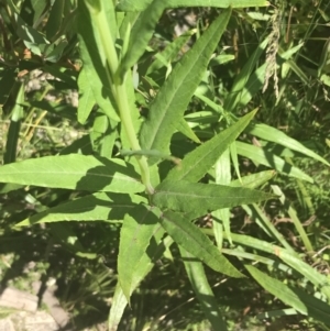 Senecio linearifolius var. latifolius at Tennent, ACT - 4 Dec 2022