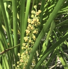 Lomandra filiformis subsp. filiformis (Wattle Matrush) at Tennent, ACT - 4 Dec 2022 by Tapirlord