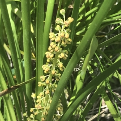 Lomandra filiformis subsp. filiformis (Wattle Matrush) at Tennent, ACT - 4 Dec 2022 by Tapirlord