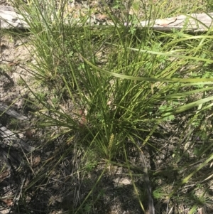 Lomandra filiformis subsp. filiformis at Tennent, ACT - 4 Dec 2022