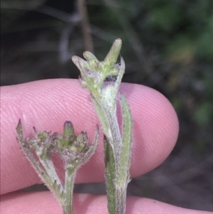 Senecio niveoplanus at Tharwa, ACT - 4 Dec 2022 02:06 PM