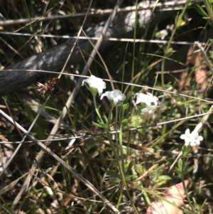 Asperula gunnii at Tennent, ACT - 4 Dec 2022