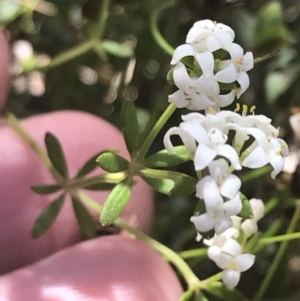 Asperula gunnii at Tennent, ACT - 4 Dec 2022