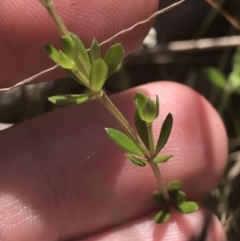 Asperula gunnii at Tennent, ACT - 4 Dec 2022