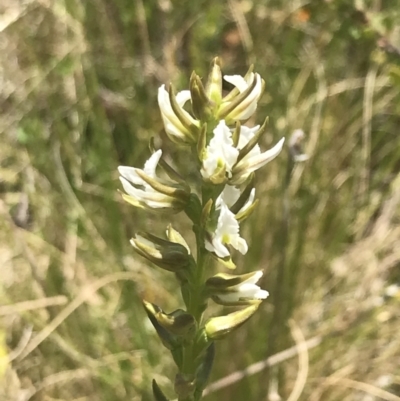Paraprasophyllum stipatum (Crowded Leek Orchid) by Tapirlord