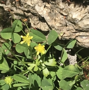 Ranunculus amphitrichus at Tennent, ACT - 4 Dec 2022