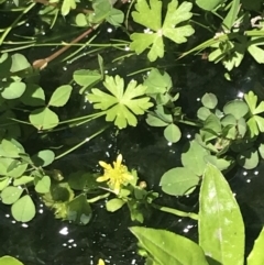 Ranunculus amphitrichus at Tennent, ACT - 4 Dec 2022