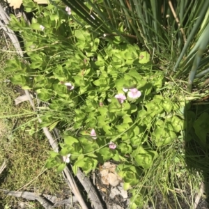 Gratiola peruviana at Tennent, ACT - 4 Dec 2022