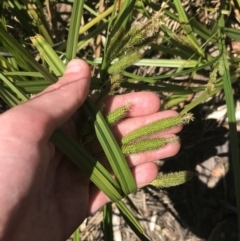 Carex fascicularis (Tassel Sedge) at Tennent, ACT - 4 Dec 2022 by Tapirlord