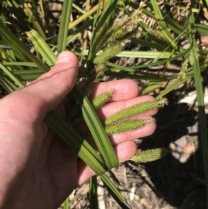 Carex fascicularis at Tennent, ACT - 4 Dec 2022
