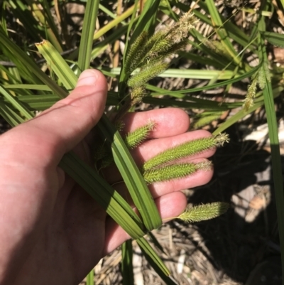 Carex fascicularis (Tassel Sedge) at Tennent, ACT - 4 Dec 2022 by Tapirlord