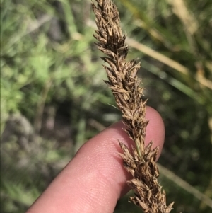 Carex tereticaulis at Tennent, ACT - 4 Dec 2022 12:13 PM