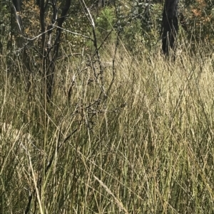 Carex tereticaulis at Tennent, ACT - 4 Dec 2022 12:13 PM