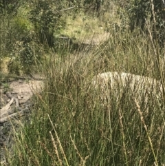 Carex tereticaulis at Tennent, ACT - 4 Dec 2022 12:13 PM