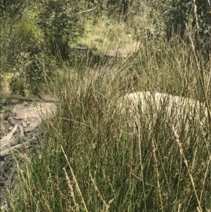 Carex tereticaulis at Tennent, ACT - 4 Dec 2022 12:13 PM