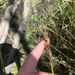 Carex tereticaulis at Tennent, ACT - 4 Dec 2022