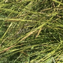 Carex polyantha (A Sedge) at Tennent, ACT - 4 Dec 2022 by Tapirlord