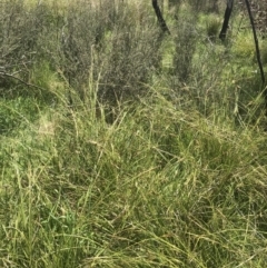 Carex polyantha at Tennent, ACT - 4 Dec 2022