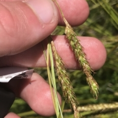 Carex polyantha at Tennent, ACT - 4 Dec 2022