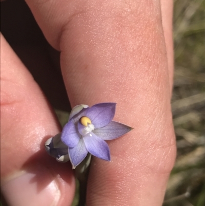 Thelymitra pauciflora (Slender Sun Orchid) at Tennent, ACT - 4 Dec 2022 by Tapirlord