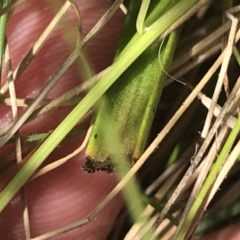 Thelymitra pauciflora at Tennent, ACT - suppressed