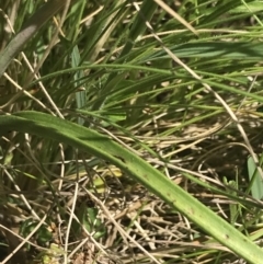 Thelymitra nuda at Tennent, ACT - suppressed