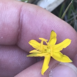 Hypoxis hygrometrica var. hygrometrica at Tennent, ACT - 4 Dec 2022