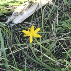 Hypoxis hygrometrica var. hygrometrica at Tennent, ACT - 4 Dec 2022