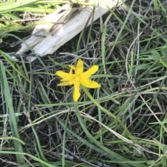 Hypoxis hygrometrica var. hygrometrica at Tennent, ACT - 4 Dec 2022