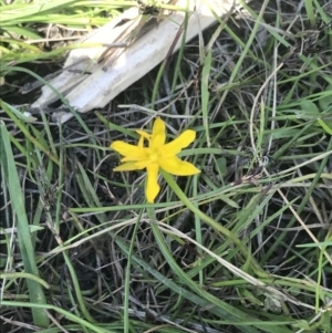 Hypoxis hygrometrica var. hygrometrica at Tennent, ACT - 4 Dec 2022 11:00 AM