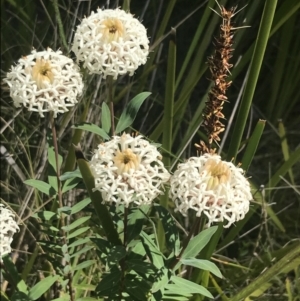 Pimelea treyvaudii at Tennent, ACT - 4 Dec 2022